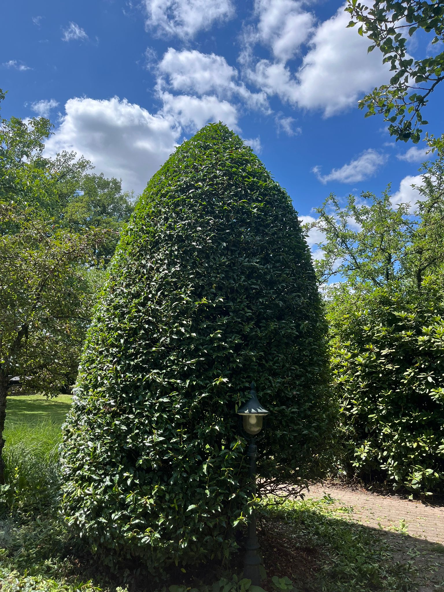 Kegelvormige laurier topiary met lantaarn