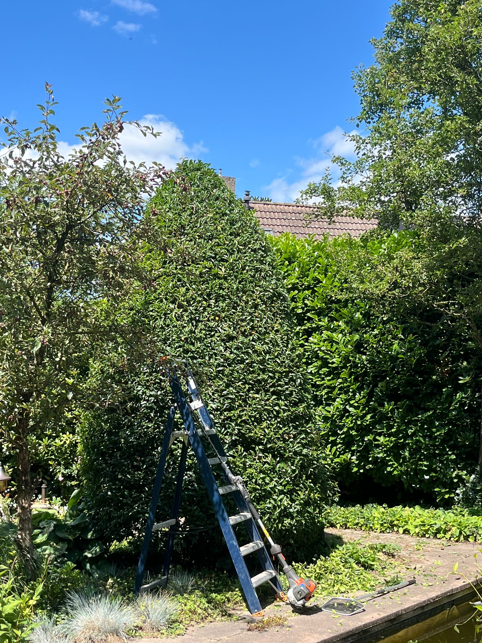 Snoeiwerk aan hagen met ladder in uitvoering