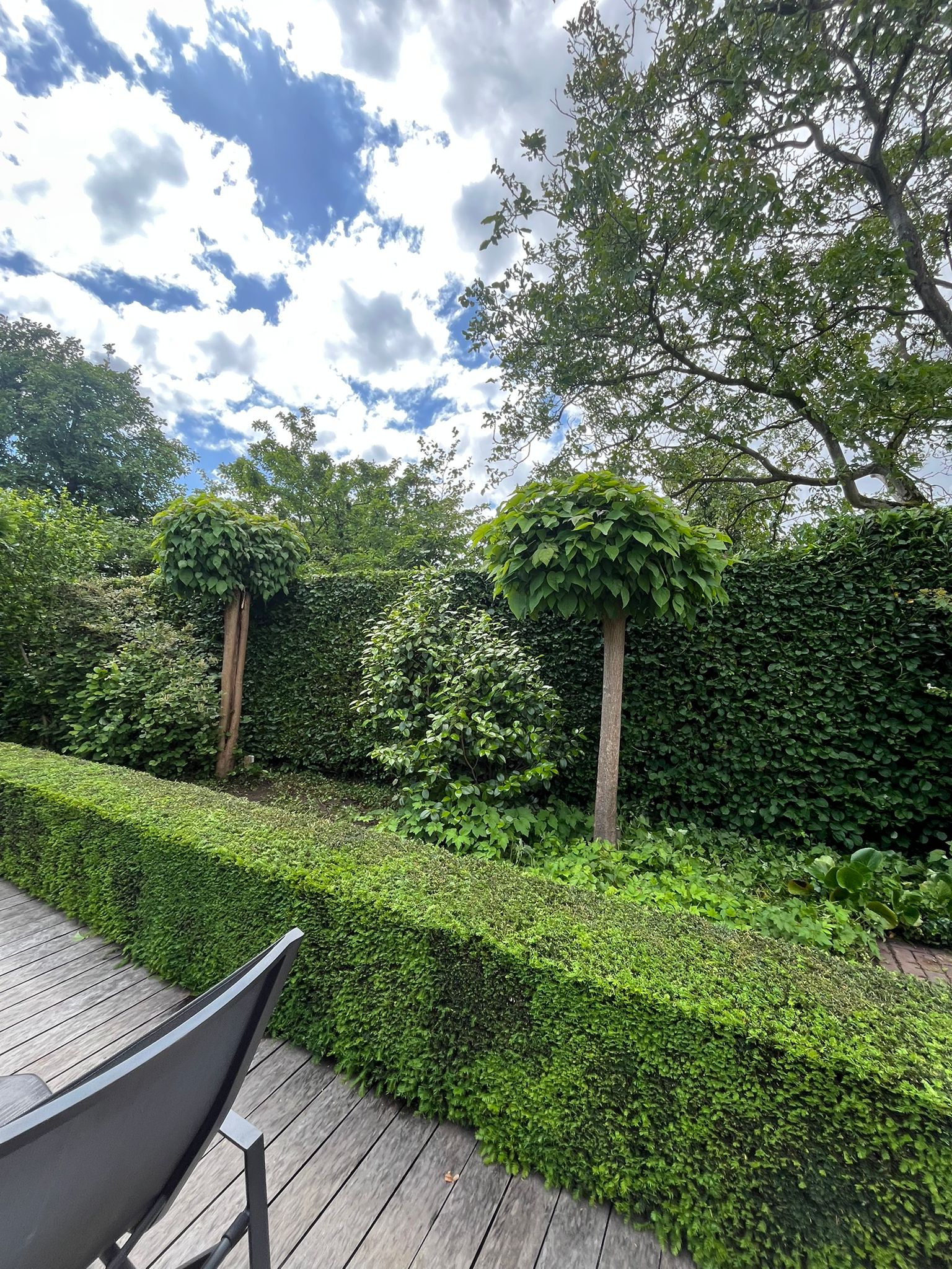 Formele tuin met buxushaag en leibomen